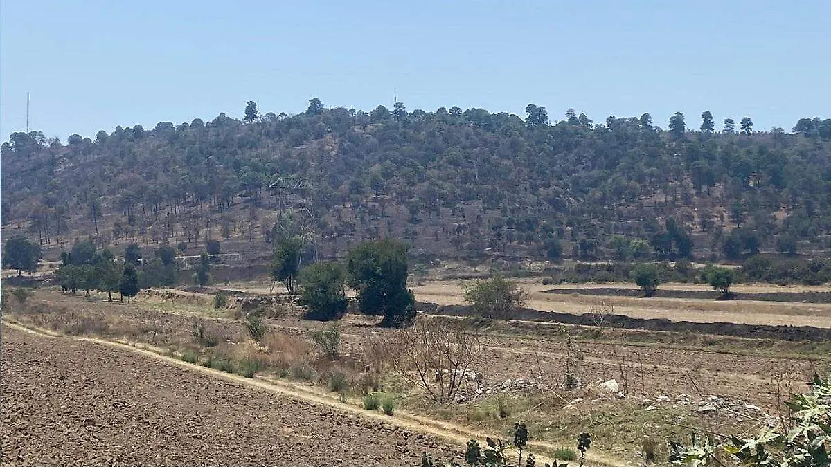 el cerro Zapotecas está  afectado con la plaga del gusano barrenador